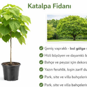 Katalpa Fidanı