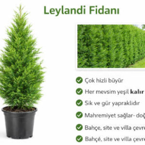 Leylandi Fidanı