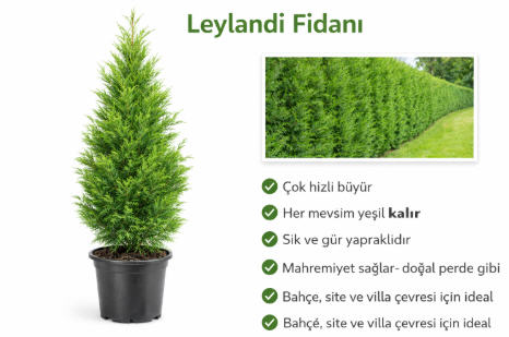 Leylandi Fidanı