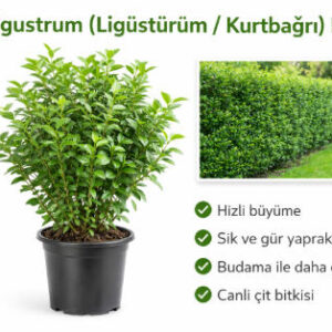 Ligustrum (Ligüstürüm / Kurtbağrı) Fidanı